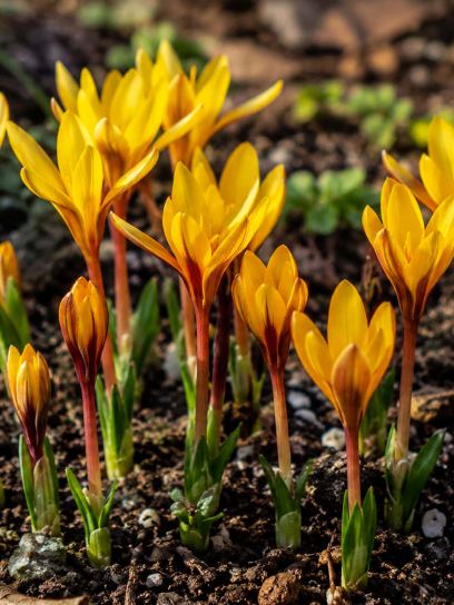 Colchicum alberti