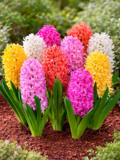 Hyacinthus -mix-