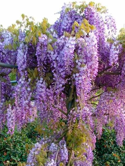Chinese Wisteria "Prolific" container (C3)