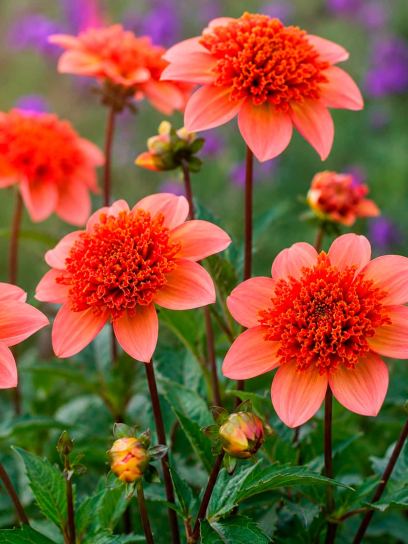 Dahlia "Totally Tangerine" BIO