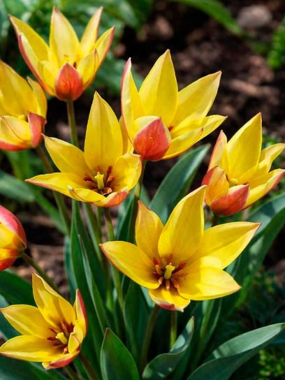Tulipa clusiana "Cynthia"
