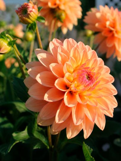 Dahlia "Princesse Elisabeth"