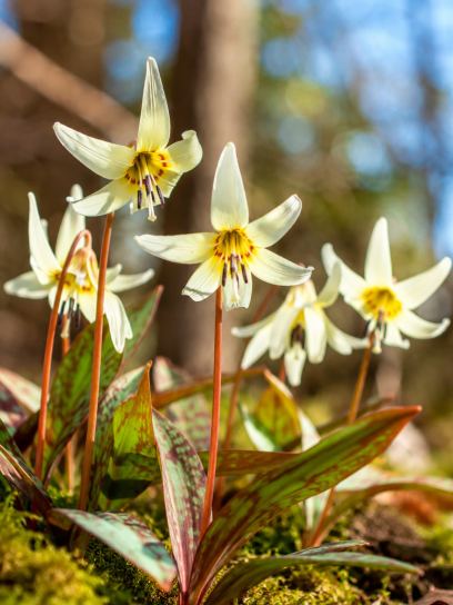 Erythronium tuolumnense "White Beauty"