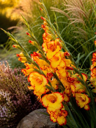 Gladiolus primulinus "Las Vegas"