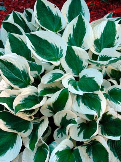Hosta "Patriot"