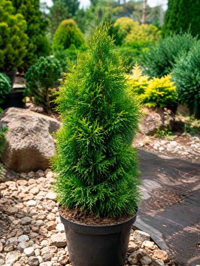 Thuja occidentalis `Smaragd` conteneur (P15)