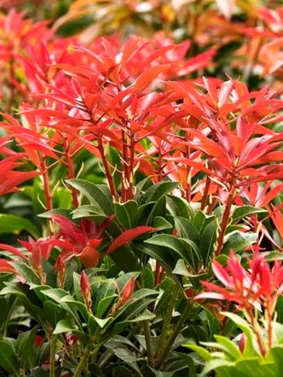 Pieris "Mountain Fire" container (C2.3)