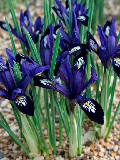 Iris reticulata "Blue Note"