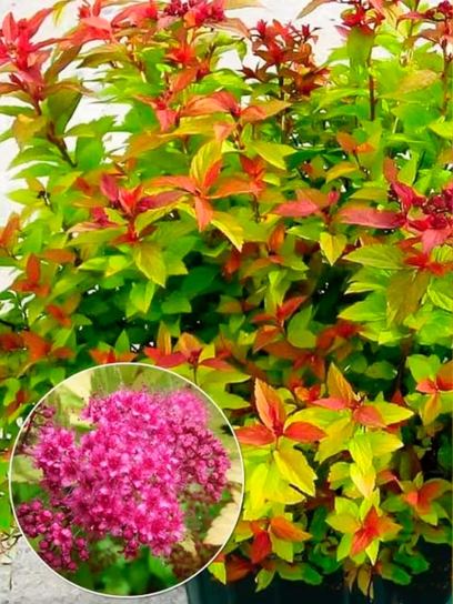Spirea "Goldflame" contenitore (P0.5)
