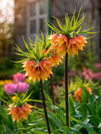 Fritillaria "Early Fantasy"