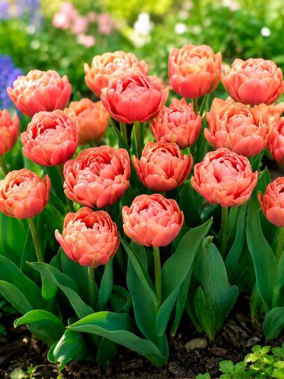 Tulipa "Copper Image".