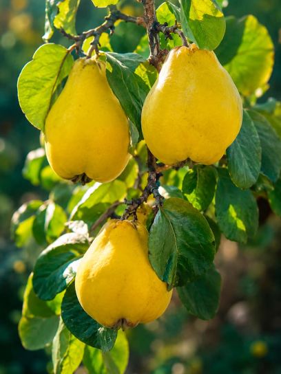 Cydonia "Portuguese Pear Quince" CAC