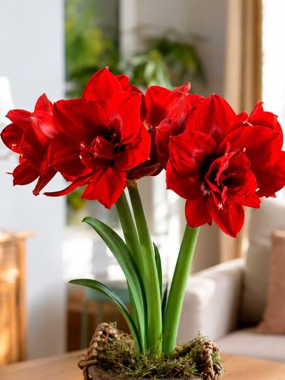 Hippeastrum "Velvet Nymph"