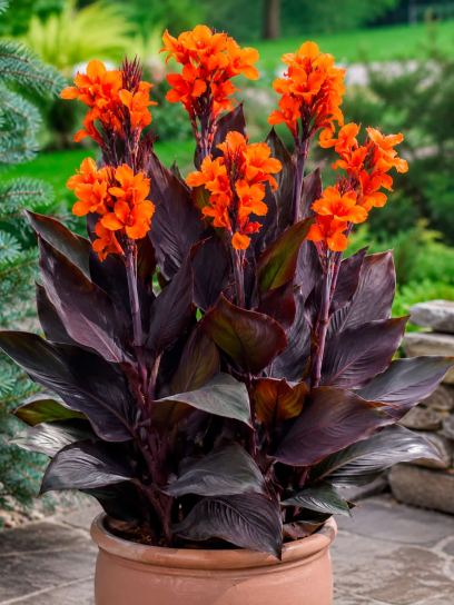 Canna „Panache Black“