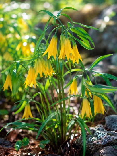 Uvularia grandiflora "Pallida"