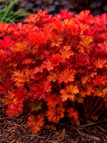 Heuchera "Marmalade"