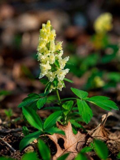 Corydalis marschalliana