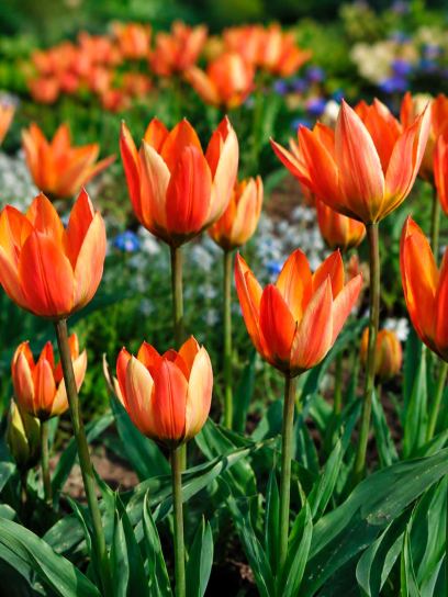 Tulipa whittallii
