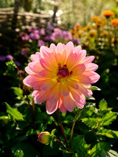 Dahlia "Pacific Ocean"