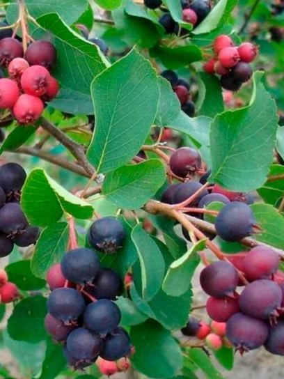 Serviceberry "Ovalis" container (C3)