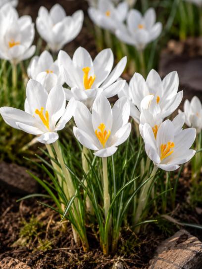 Crocus tommasinianus "Albus"