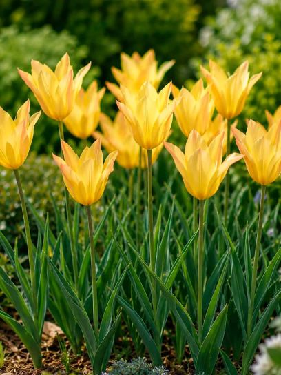Tulip "Honky Tonk"
