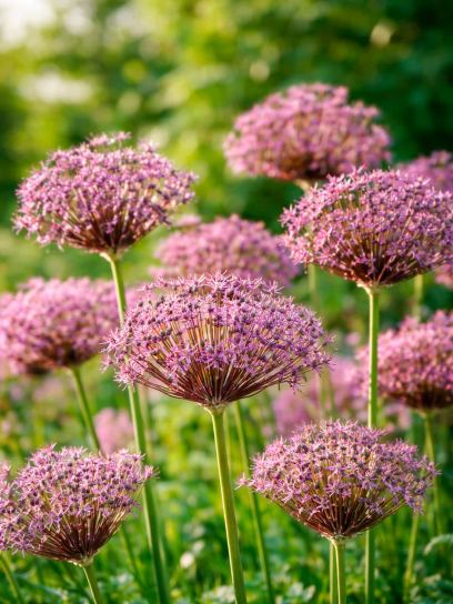 Allium "Miami"