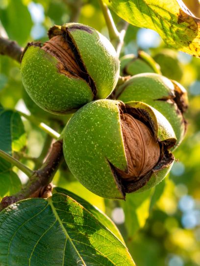 Juglans regia "Seifersdorfer Runde"