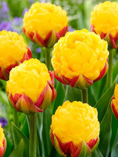Tulipa "Ice Cream Banana"
