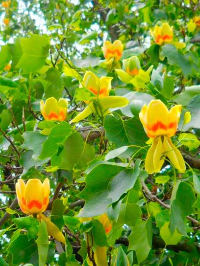 Tulip Tree "Tulipifera" container (C4)