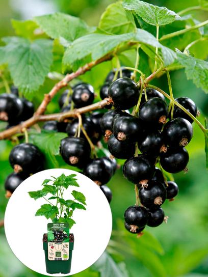 Ribes nigrum "Ben Nevis" contentor (Р13)