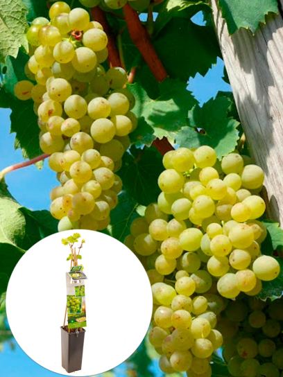 Raisin "Solaris" conteneur (P11)