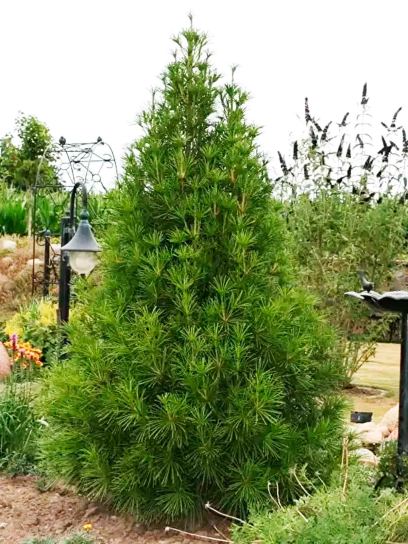 Schirmtanne "Verticillata" Container (C3)