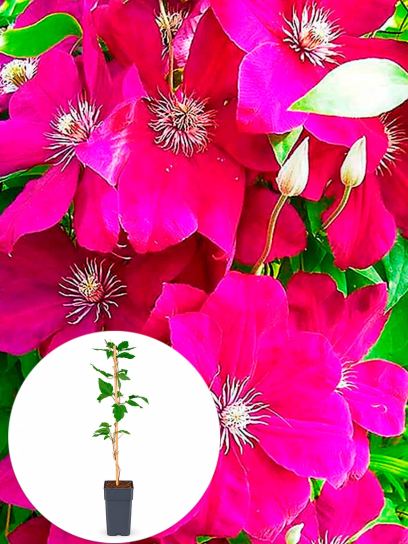 Clematis "Rouge Cardinal" container (P15)