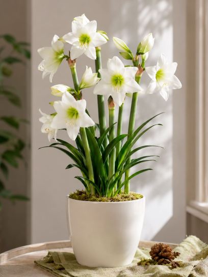 Hippeastrum "White Garden"