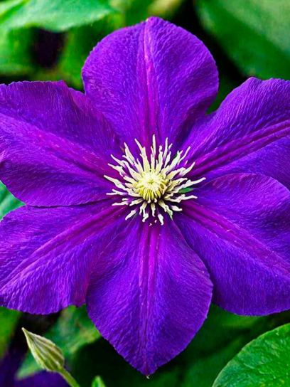 Clematis 'Jackmanii'