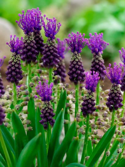 Muscari comosum
