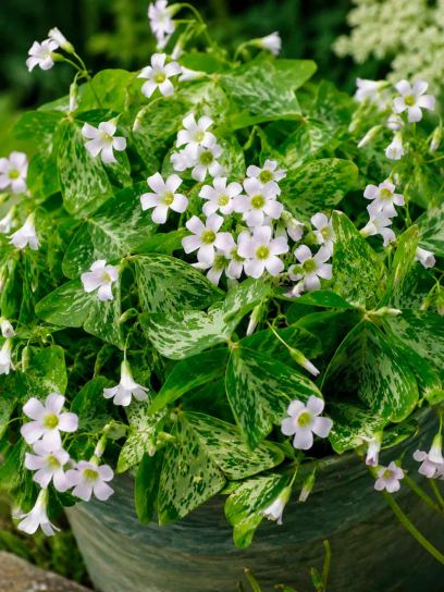 Oxalis triangularis "Irish Mist"