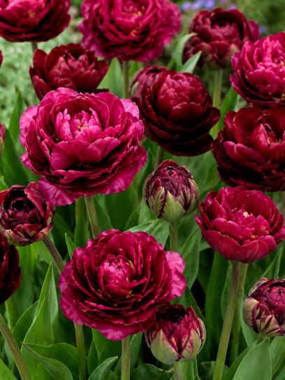 Tulip "Palmyra"