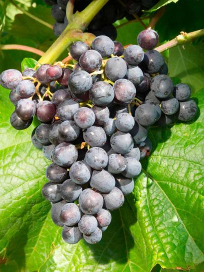 Winogrono "Muscat bleu" pojemnik (C3)