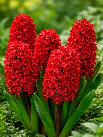 Hyacinthus "Woodstock"