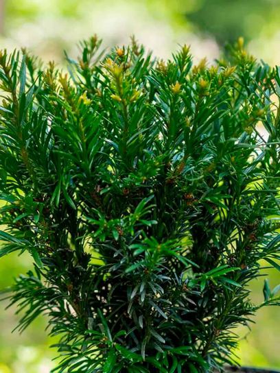 Yew "Tiny T" container (P0.5)