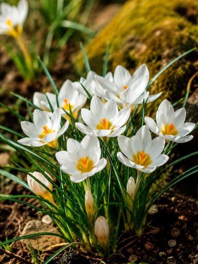 Crocus chrysanthus "Ard Schenk"