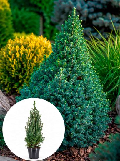 Picea glauca "Sander's Blue" container (Р19)