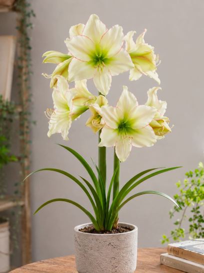 Hippeastrum "Lemon Cream"