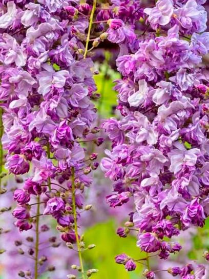 Glicine Giapponese "Violacea Plena" contenitore (C3)