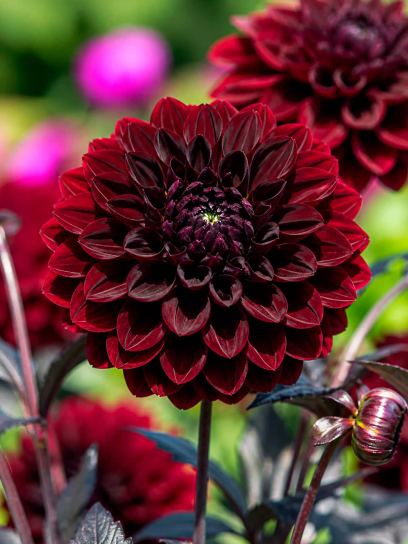 Dahlia "Manoa"