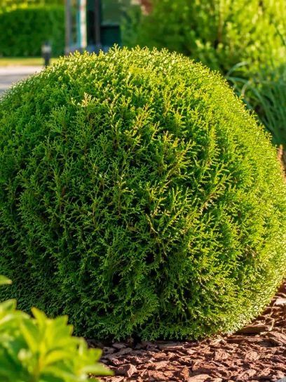 Thuja occidentalis `Golden Globe` contenedor (P15)