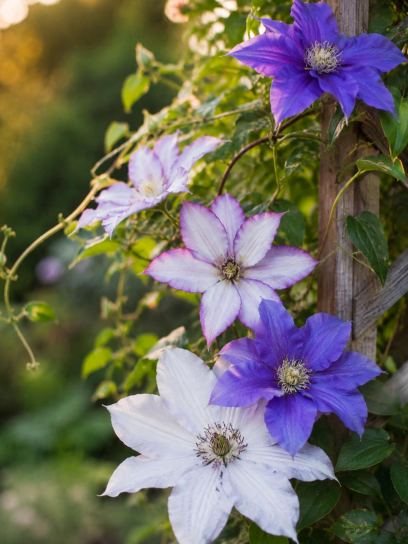 Clematis Hybr. "Three Sisters" ®