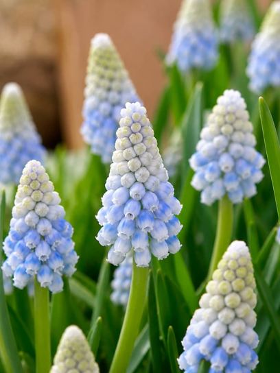 Muscari "Alaska"